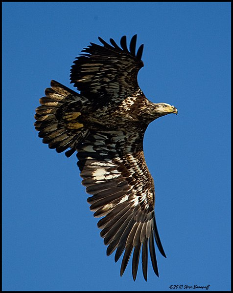 _0SB0702 immature american bald eagle.jpg